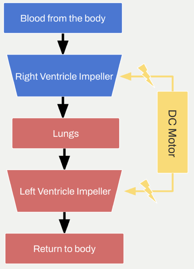 Flow diagram: blood from the body through the right ventricle impeller, the lungs, the left ventricle impeller and back to the body, both impellers driven by one DC motor