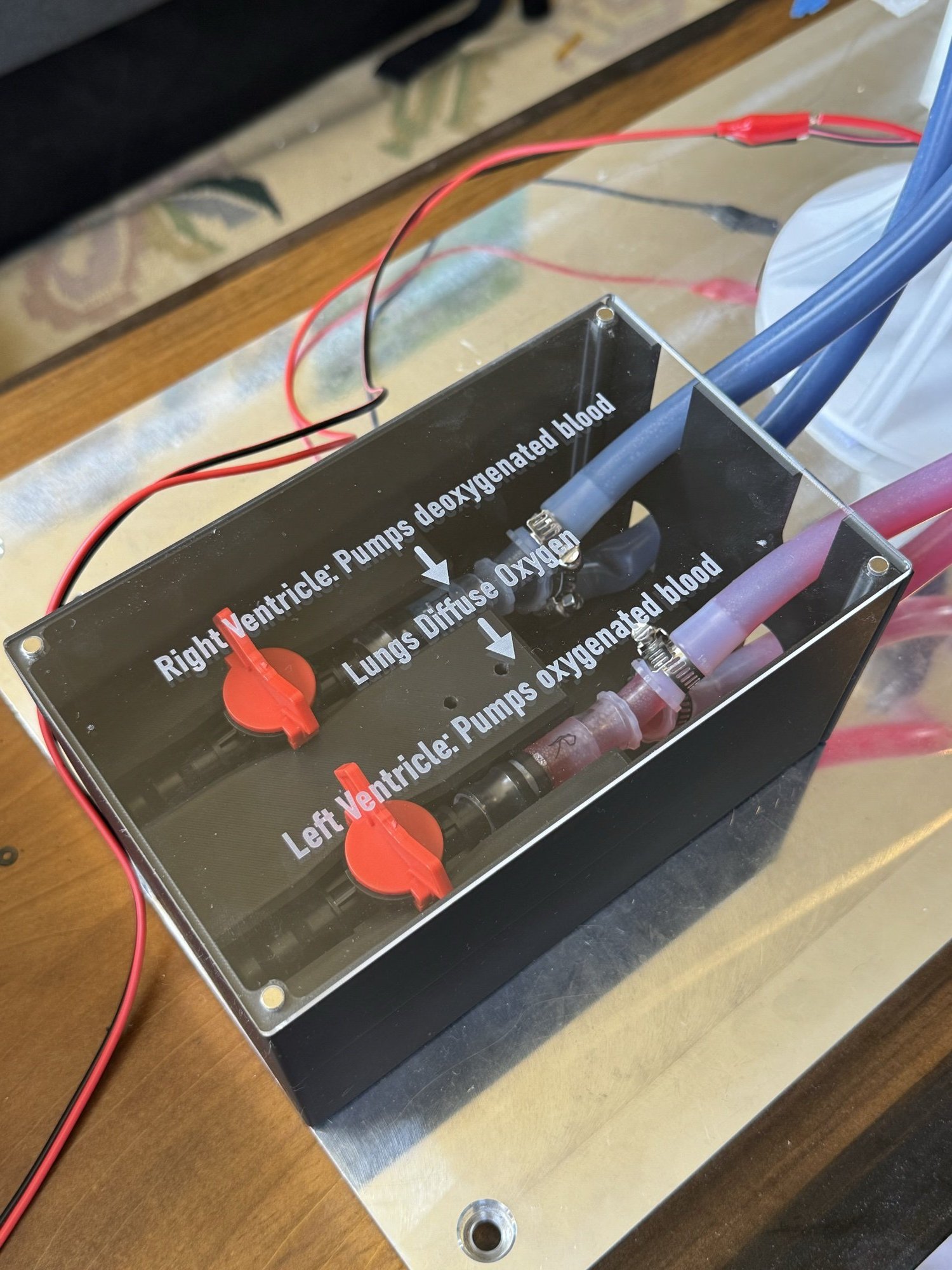 Acrylic-lidded fluids box with the two ventricle pumps, tubing and labelled flow path